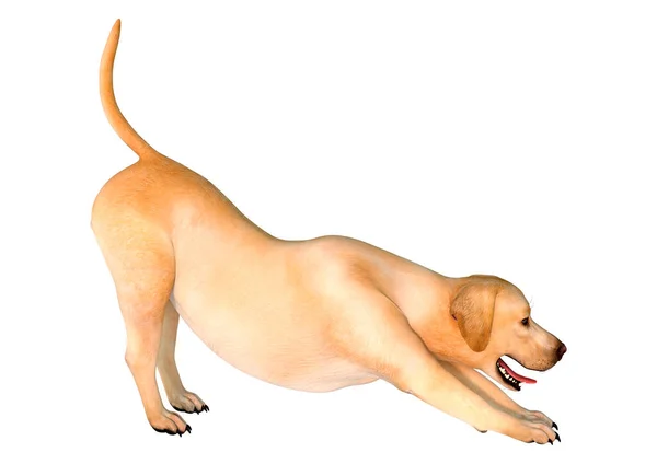 Rendering Cane Labrador Giallo Isolato Sfondo Bianco — Foto Stock