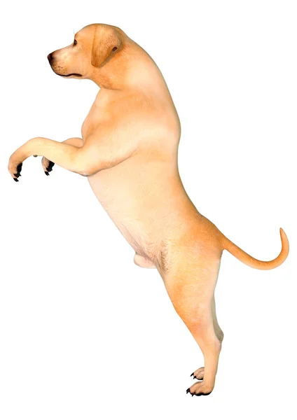 基于白色背景隔离的黄色拉布拉多犬的三维绘制 — 图库照片