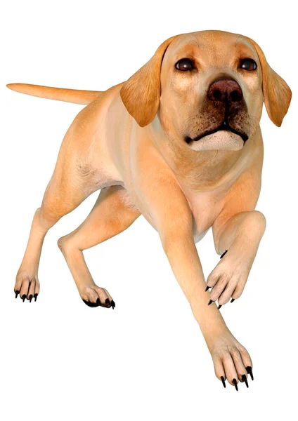 Rendering Cane Labrador Giallo Isolato Sfondo Bianco — Foto Stock