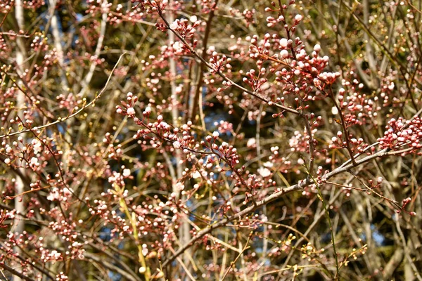 Bel Colpo Botanico Carta Parati Naturale — Foto Stock