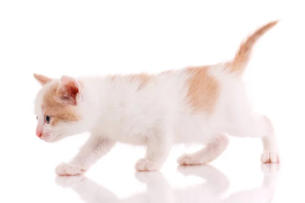 กแมวสดใสท หางส แดงยกข นบนพ นหล ขาว มมองด านข — ภาพถ่ายสต็อก