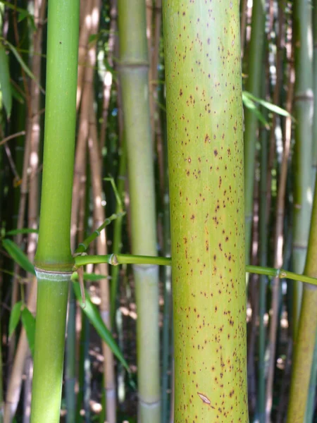 Bosque Bambú Selva —  Fotos de Stock