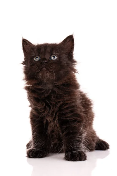 Retrato Gatinho Cabelos Compridos Preto Sentado Olhando Para Cima Fundo — Fotografia de Stock