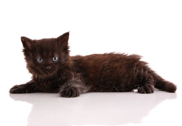 Siyah Küçük Kedi Yalan Söyler Beyaz Arka Plandaki Kameraya Bakar — Stok fotoğraf