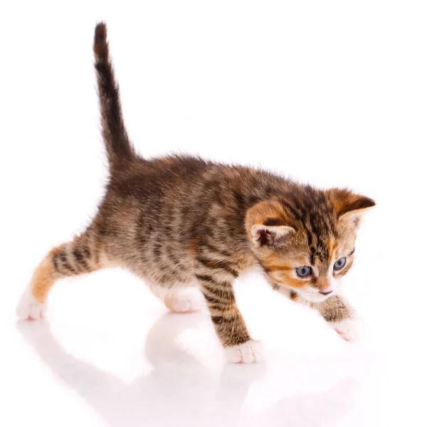 Gatinho Bonito Fundo Branco — Fotografia de Stock