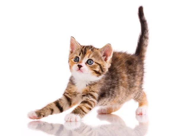 Gatinho Assustado Fundo Branco Estúdio Gatinho Com Olhos Azuis Pele — Fotografia de Stock