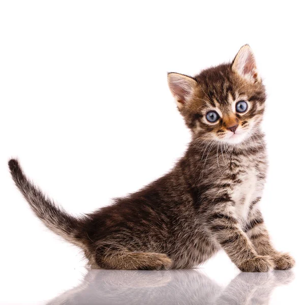 Gatinho Três Cores Com Olhos Azuis Senta Engraçado Olha Para — Fotografia de Stock