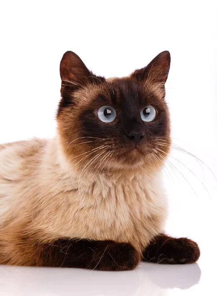 Retrato Gato Tailandés Siamés Mirando Hacia Arriba Sobre Fondo Blanco — Foto de Stock