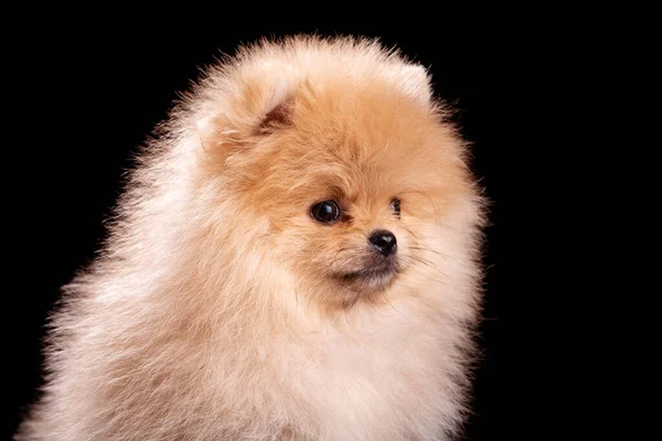 포메라니안 스피츠는 스튜디오에 강아지의 모습입니다 복슬복슬 — 스톡 사진