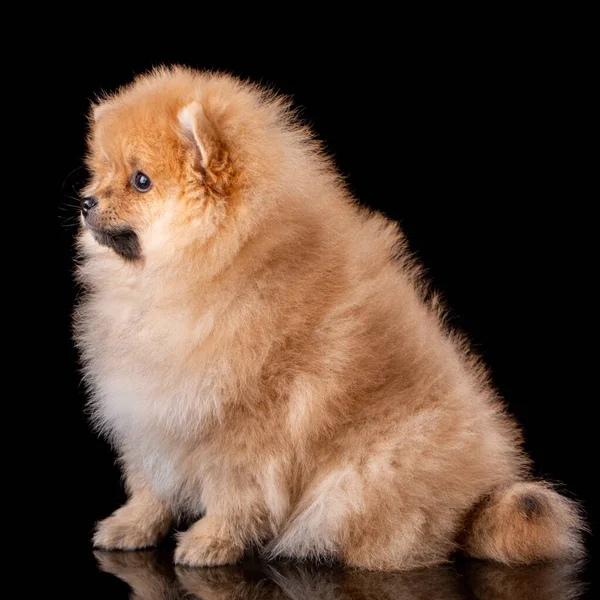 Cachorro Pomeranian Spitz Marrón Claro Sienta Lado Sobre Fondo Negro —  Fotos de Stock