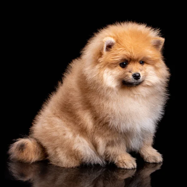 Retrato Spitz Pomeraniano Sentado Sobre Fondo Negro Cachorrito Esponjoso Mira — Foto de Stock