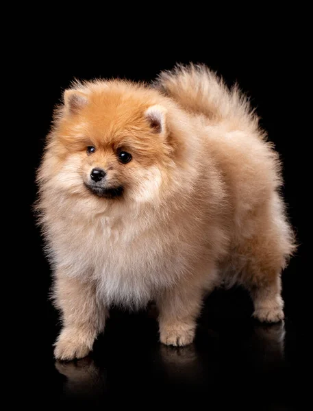 Güzel Pomeranian Spitz Bir Fotoğraf Stüdyosunun Siyah Arka Planında Duruyor — Stok fotoğraf