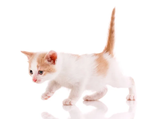 Gatinho Brilhante Com Uma Cauda Vermelha Levantada Fundo Branco Vista — Fotografia de Stock