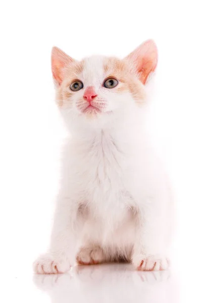 Weißes Und Rotes Kätzchen Blickt Auf Weißem Hintergrund Auf Isoliert — Stockfoto
