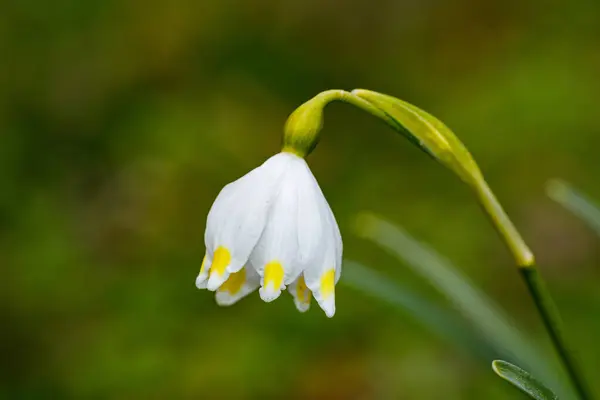 Fleur Blanche Goutte Neige Dans Jardin — Photo