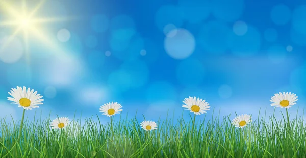Ромашка Тлі Блакитного Неба Зеленої Трави Векторні Ілюстрації — стокове фото