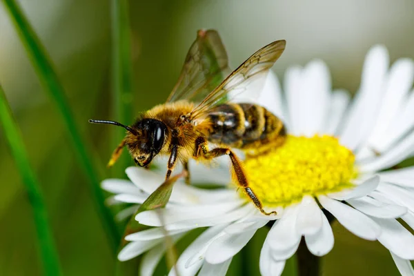 Bij Een Bloem — Stockfoto