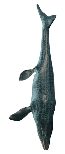 Rendering Large Marine Extinct Reptile Mosasaur Isolated White Background — Stock Photo, Image