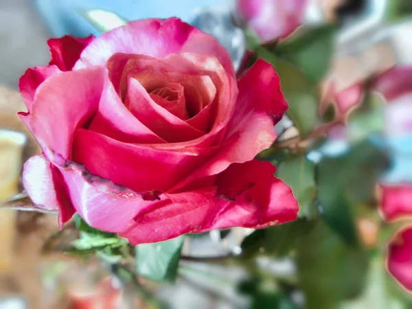 Schöne Rosen Garten — Stockfoto