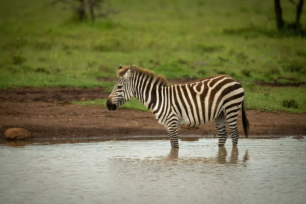 Równiny Zebra Stoi Wodopoju Profilu — Zdjęcie stockowe
