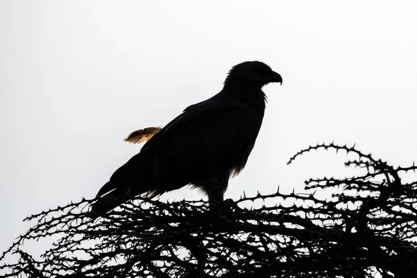 Silhouet Van Tawny Eagle Met Losse Veer — Stockfoto
