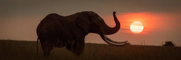 Panorama Elefante Arbusto Africano Pôr Sol — Fotografia de Stock