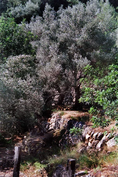 Vacker Botanisk Skott Naturliga Tapeter — Stockfoto