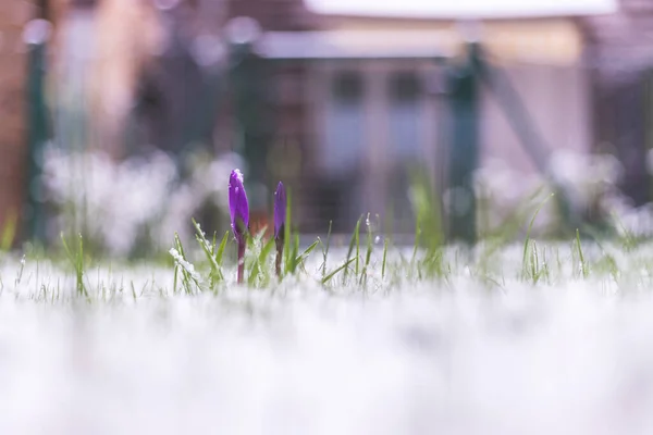 前庭には雪の春の花 春のクロッカス — ストック写真