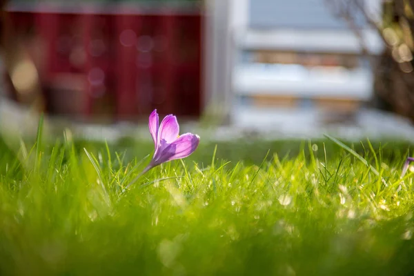 Flores Primavera Patio Delantero Crocus Primavera Espacio Copia Ideal Para — Foto de Stock