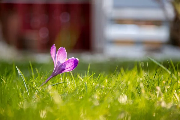 Frühlingsblumen Vorgarten Krokusse Frühling Kopierraum Ideal Für Postkarten — Stockfoto