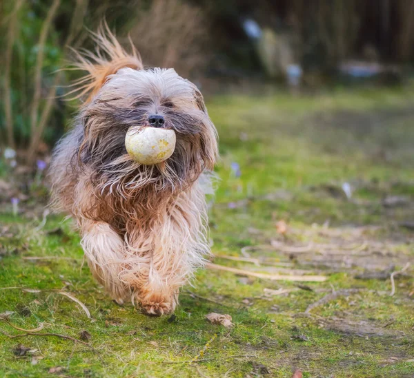 Hund Park — Stockfoto