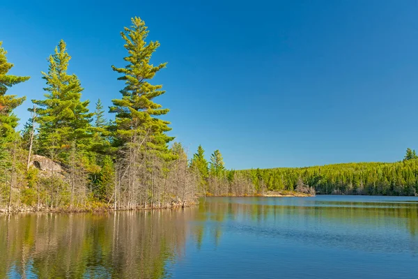 White Pines Calm Waters Annie Lake Boundary Waters Міннесоті — стокове фото