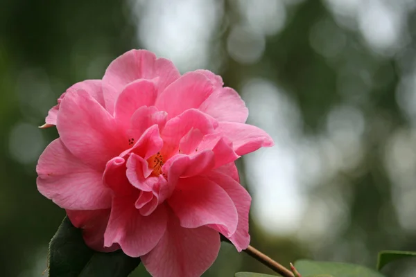 Blado Różowa Kamelia Camellia Japonica Kwiat Ciemnym Tłem Liści Niebem — Zdjęcie stockowe