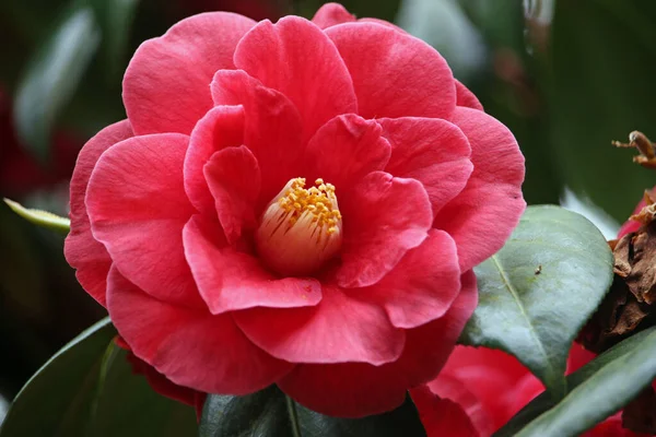 Hluboká Růžová Kamélie Camellia Japonica Květina Plně Otevřená Tmavým Pozadím — Stock fotografie
