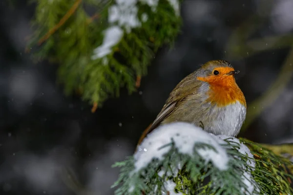 Hermoso Pájaro Sienta Una Rama Árbol Bosque —  Fotos de Stock