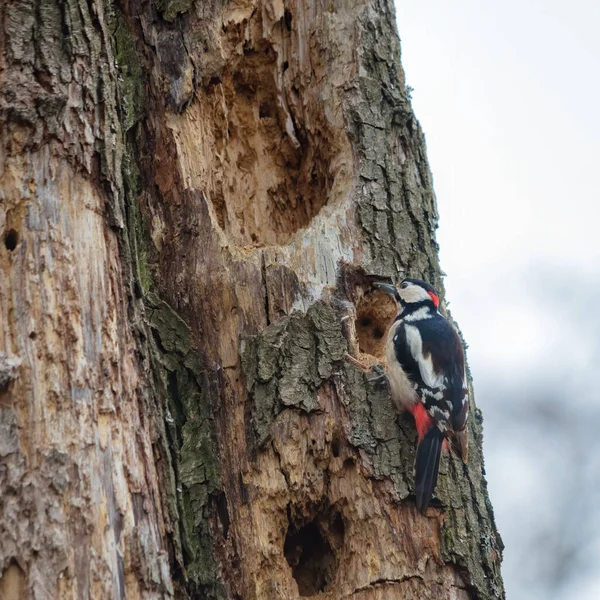 Nahaufnahme Eines Spechts Auf Einem Baum — Stockfoto