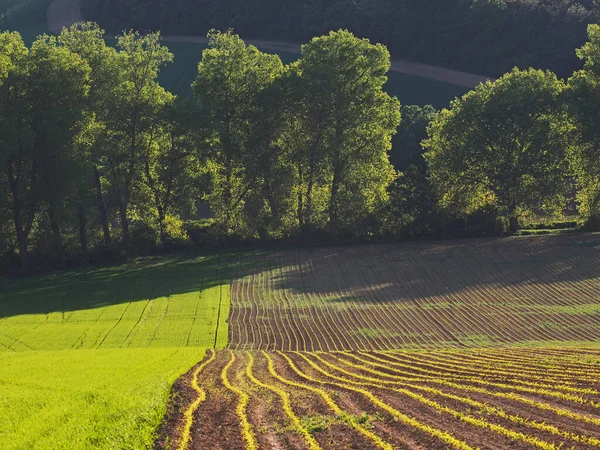 Blühende Landschaft Frühling Mähren Mitteleuropa — Stockfoto