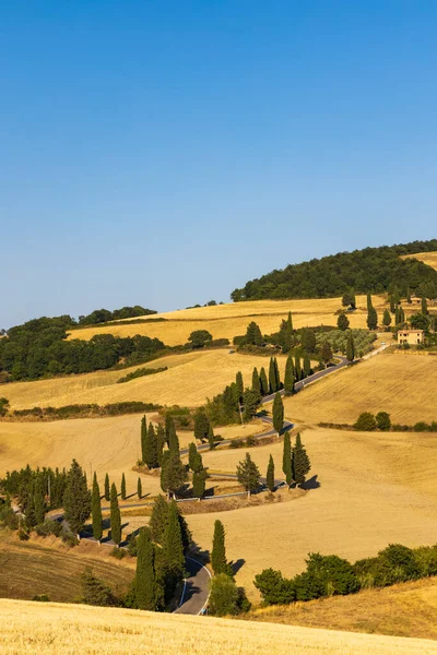 Cipressi Monticchielo Typische Toskanische Landschaft Bei Montepulciano Italien — Stockfoto