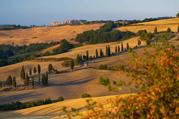 Cipressi Monticchielo Typical Tuscan Landscape Montepulciano Italy — Stock Photo, Image