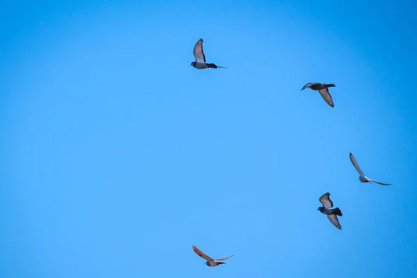 Aves Volando Con Sus Alas Abiertas Durante Día Soleado — Foto de Stock