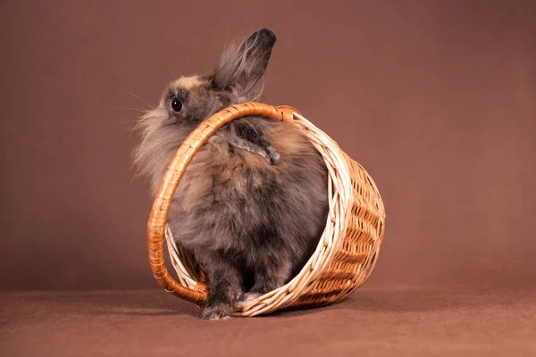 Flauschiges Graubraunes Kaninchen Klettert Drinnen Atelier Aus Einem Geflochtenen Korb — Stockfoto