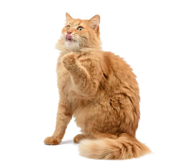 Volwassen Pluizige Rode Kat Zit Hief Zijn Voorpoten Omhoog Dier — Stockfoto