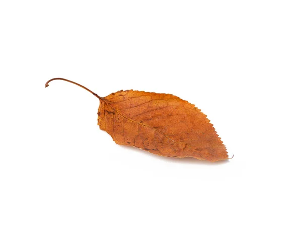 Trockene Herbstblätter Isoliert Auf Weißem Hintergrund — Stockfoto