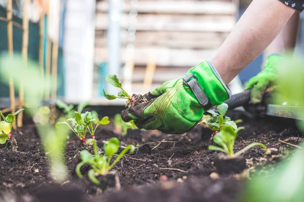 Mujer Está Plantando Rábano Verduras Hierbas Cama Elevada Plantas Frescas — Foto de Stock