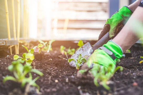 Mujer Está Plantando Verduras Hierbas Cama Elevada Plantas Frescas Suelo — Foto de Stock