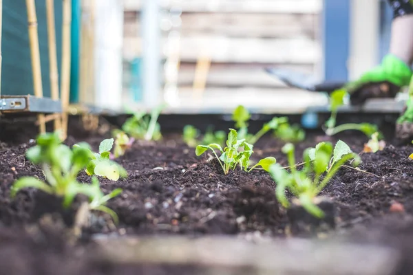 Plantar Verduras Hierbas Cama Elevada Plantas Frescas Suelo — Foto de Stock