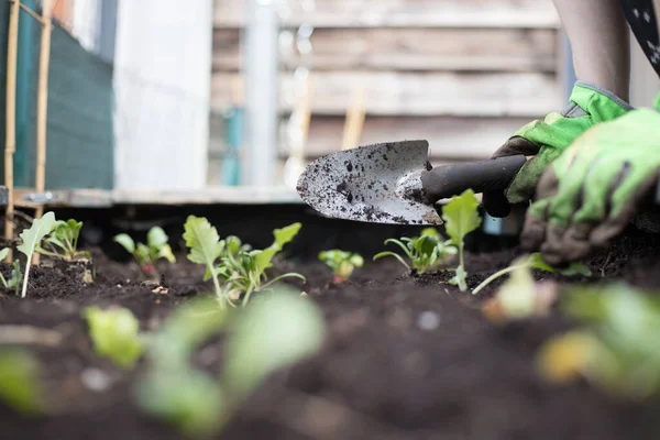 Plantar Verduras Hierbas Cama Elevada Plantas Frescas Suelo — Foto de Stock