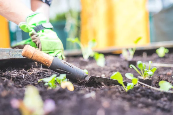 Plantar Verduras Hierbas Cama Elevada Plantas Frescas Suelo — Foto de Stock