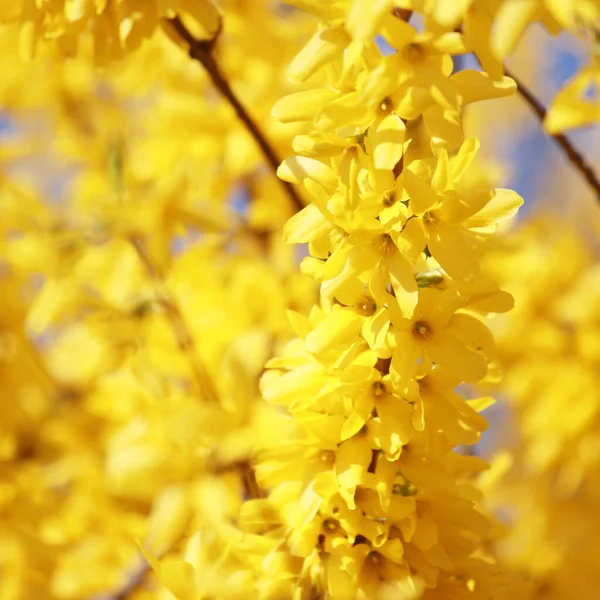 Sárga Virágok Kertben — Stock Fotó