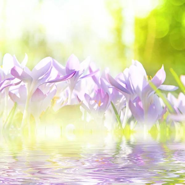 Tavaszi Virágok Gyönyörű Finom Liliom — Stock Fotó